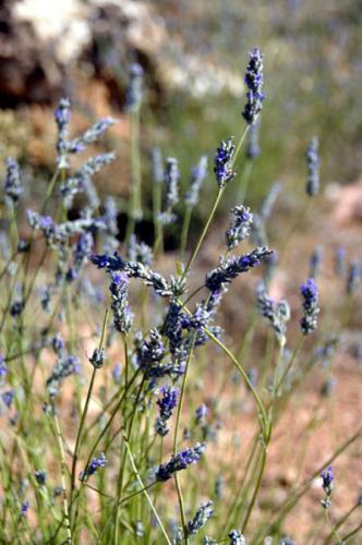 Lavanda