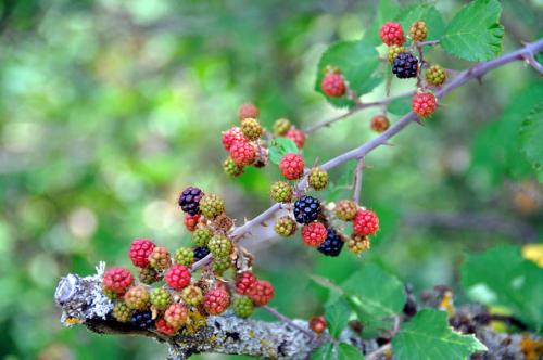 Moras (1)